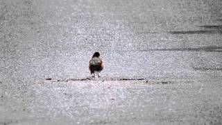june 20 2014 13:21 - Robin having a bath & a good scratch & yawn in a road pothole