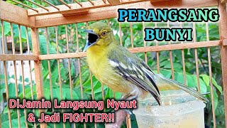 Download lagu DIJAMIN LANGSUNG NYAUT & JADI FIGHTER DENGAR SUARA SIRTU/CIPOH, SIRPU GACOR INI mp3