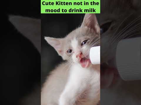 Cute Kitten not in the mood to drink milk | #shorts #youtubeshorts #kittens