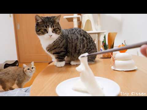 The cat staring curiously at the stretching mochi is cute...