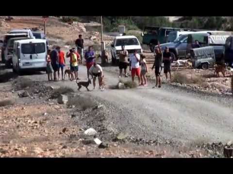 Carrera de podencos canarios en Valle de Santa Ines, Fuerteventura, Canarias