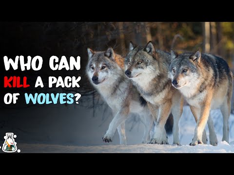 5 Animals That Could Defeat a Wolf Pack