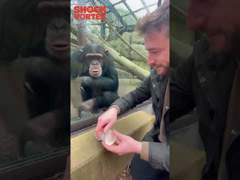 HE CAN'T BREATHE!  Chimp LOSES IT at Magic Show!  #ChimpLaugh #magicreaction  #wholesome