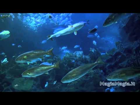 download lagu mp3 mp4 Acquario, download lagu Acquario gratis, unduh video klip Acquario