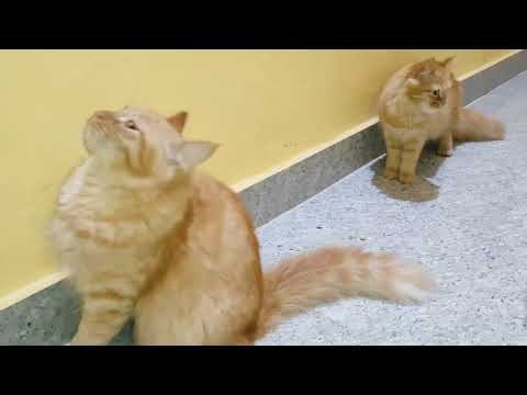 #abdulop#funnycats  like & subscribe