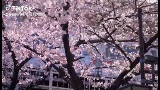 Download lagu story wa bunga sakura japan mp3 Download lagu story wa bunga sakura japan mp3