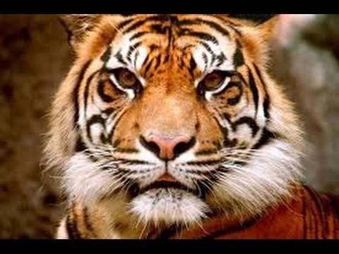 Swamp Tigers of Bengal(full documentary)HD-MilitaryN