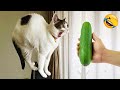 Neue Lustige Tiere 2024 Lustigste Katzen Und Hundevideos Teil 4