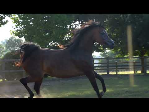 ⭐ MIRAGE K.A. ⭐ (QR Marc x Magnums Rose) - STC AUCTION 2022