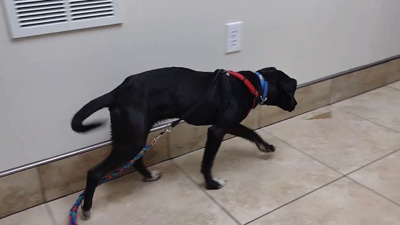 Enlarge Jelly Bean, a ADOPTABLE mixed breed in Camden, SC video 6/6