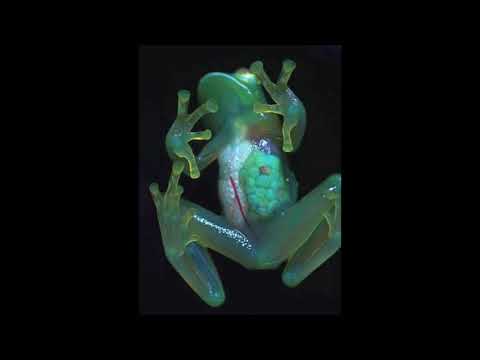 Manu Crooks - Scary Hours Freestyle