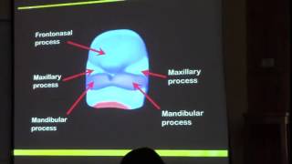 2) Dr.Doaa 16/2/2015 [ Derivatives of clefts, pouches and Development of face]