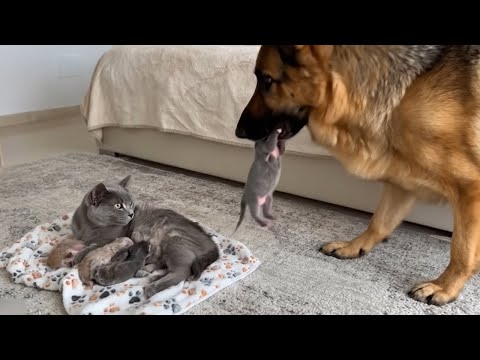 Worried Cat Mom Learns to Trust the German Shepherd with Her Kitten