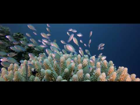 Relaxing Piano Music-Essential Escape ,Stress Relief, Spa Music Relaxation , Massage,and Meditation