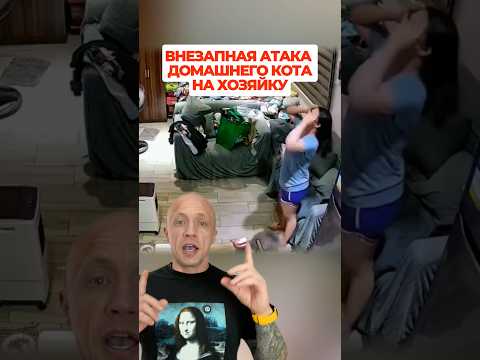Внезапная атака домашнего кота на хозяйку