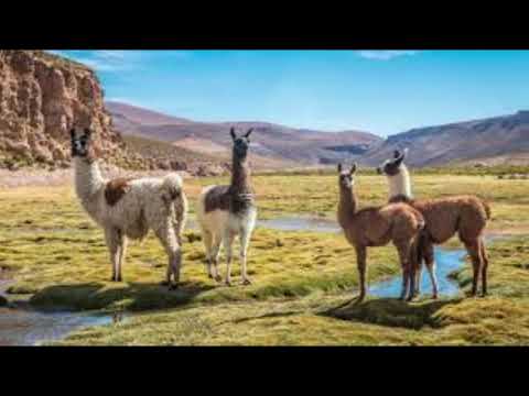 Camino de llamas, Pista en La Menor,  para utilizar una quena en Sol