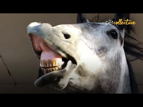 The Wild History of Horses Will Make You 😮 !