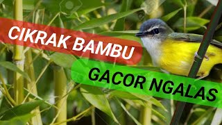 Download lagu Cikrak Bambu Gacor Ngalas mp3