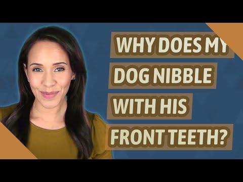 YouTube video about: Why do dogs nibble each other?