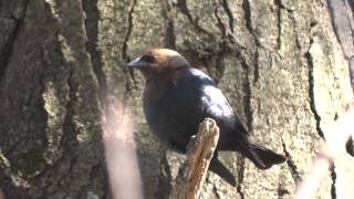 Brown-Headed Cowbird Song