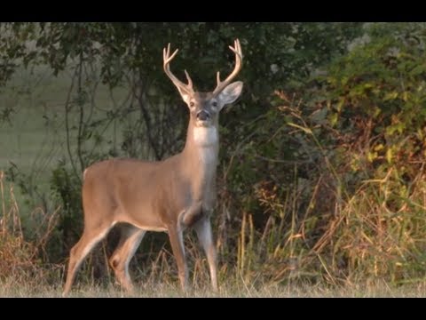 Arkansas Wildlife - S5.E1, Legacy of Conservation and the Science of Wildlife Management