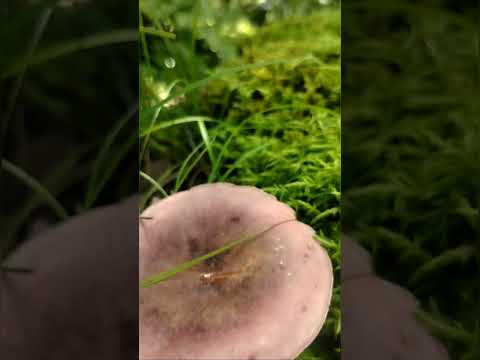 Hypnum cupressiforme, the cypress-leaved plates or hypnum moss, #nature  #shorts