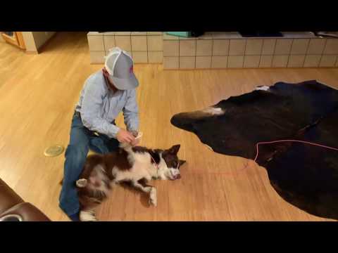 Young Cowboy Practices Calf Roping On Patient Dog