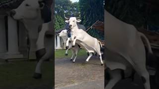 Download lagu Angry Cow 😡🤬😱😢😨 mp3