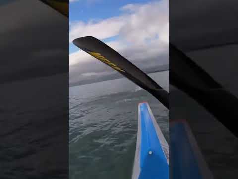 Dolphin gets big air