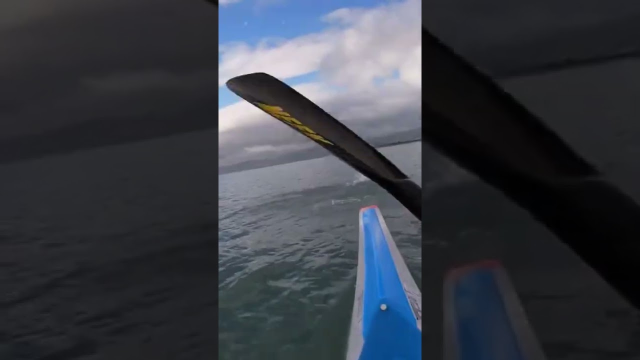 Dolphin gets big air