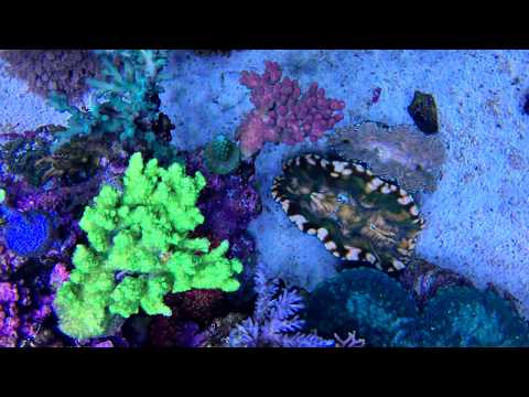 My coral garden ~ Final reef tank 2017.10.21 補燈關~主燈調白黃~手機直拍紀錄