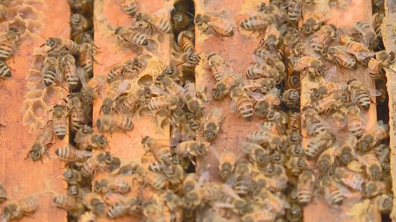 See bees work up close; behind the scenes with a beekeeper