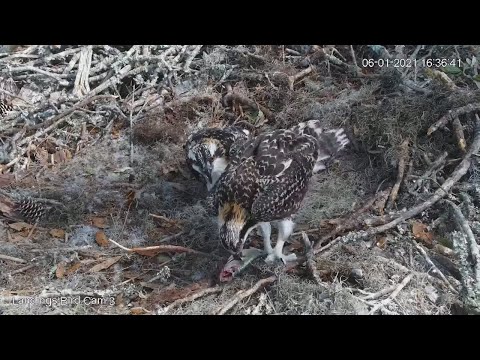Osprey Chicks Share Fresh Fish As They Learn To Self-Feed – June 1, 2021