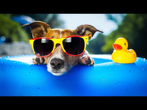 Captain Cuts, Digital Farm Animal - summertime love