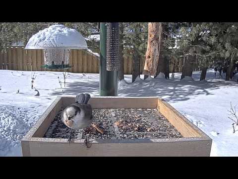 Canada Jays Drop By Ontario Feeders For Seeds And Scraps | Feb. 12, 2026