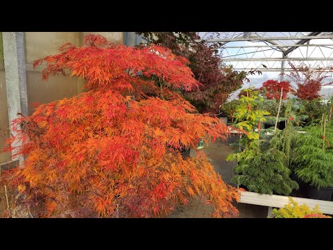 Japanische Ahorne - Herbstfarben - Besuch bei Baumschule Hachmann in Barmstedt