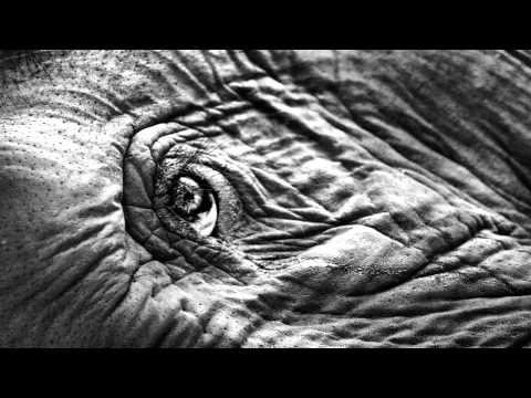 Reuben Halsey - March of the elephants