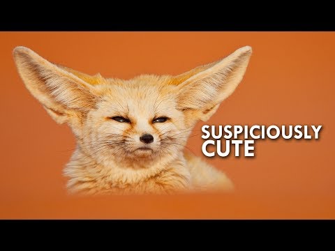 Are Fennec Foxes - Really Foxes