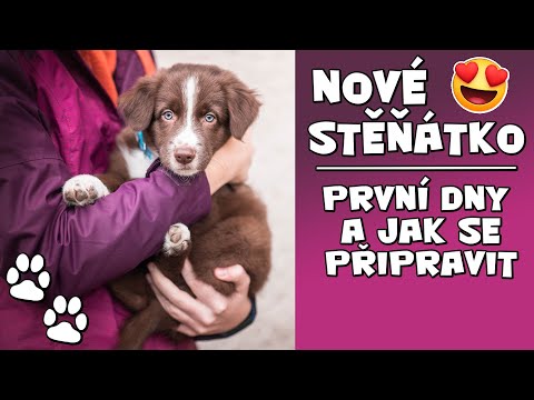 PŘÍCHOD ŠTĚŇÁTKA DO NOVÉHO DOMOVA | Co dělat a na co se připravit?