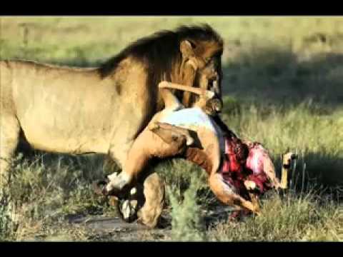 ButteryAss Donovan, Tricks tips