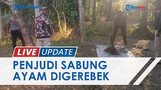 Sekelompok Penjudi Sabung Ayam di Sikka Kabur saat Digerebek Polisi, 9 Unit Motor Ditinggal di TK