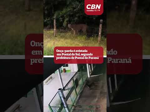 Onça-parda é avistada em Pontal do Sul, segundo prefeitura de Pontal do Paraná