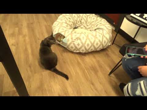 More of Catffeinated's Coop and Rufus