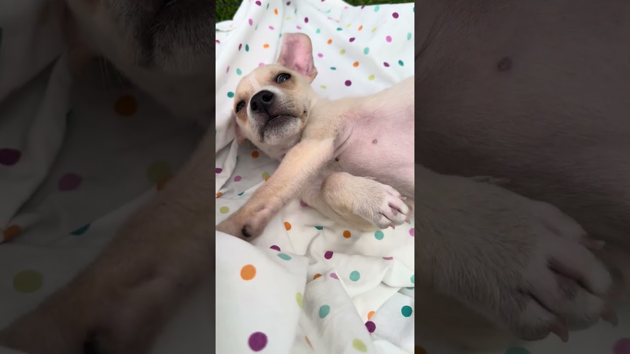 Enlarge Tater - Costa Mesa Location *Available 9/27*, a Adopted mixed breed in Chino Hills, CA video 6/6