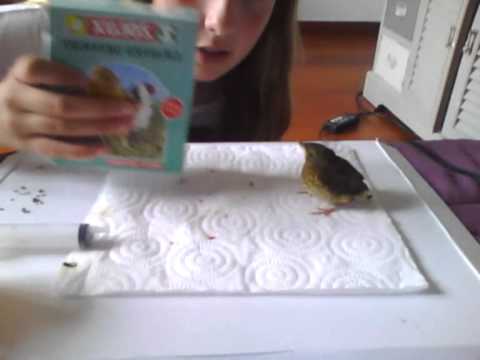 comment prendre soin d'un bébé oiseau