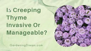 Is Creeping Thyme Invasive Or Manageable?