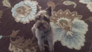 Rare Schnauzer - Brown In Color