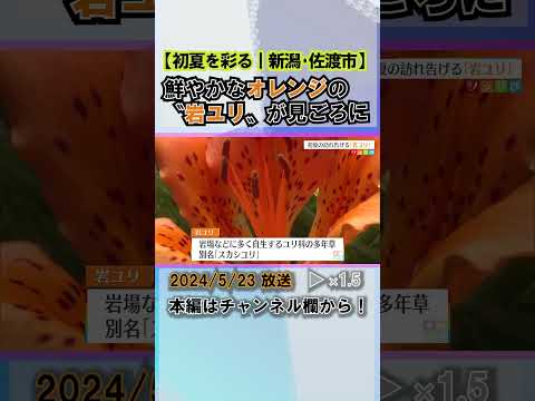 園芸 オレンジ色のユリ