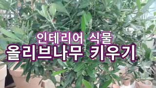 인테리어식물 올리브나무 키우기 (물관리 흙관리 가지치기)
