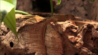 Feeding Sphaerodactylus vincenti festus